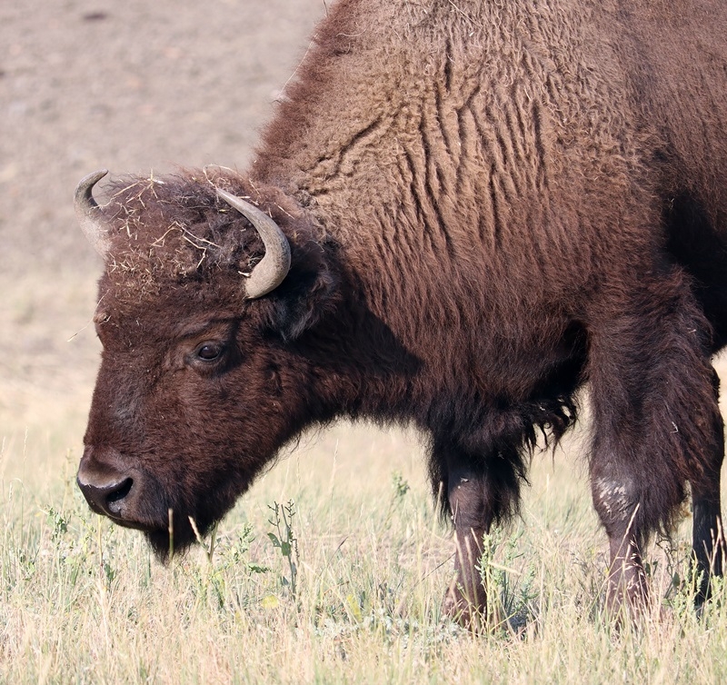 buffalo close_4896