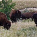 Buffalo roam near Bear Butte